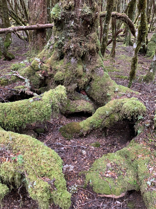 Tree Troll.jpg