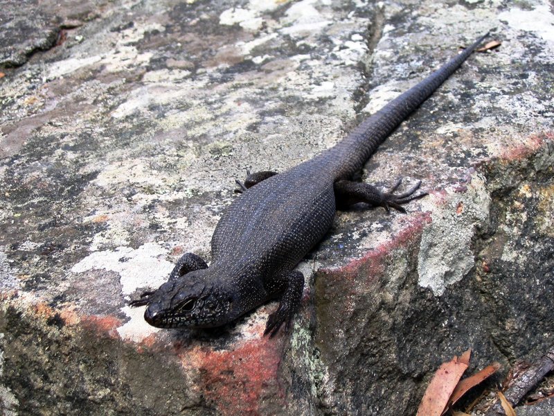 Black Rock Skink Ruined Castle Feb 2004.JPG