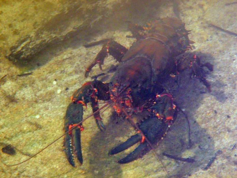 the biggest yabby I have seen 250mm plus long.jpg