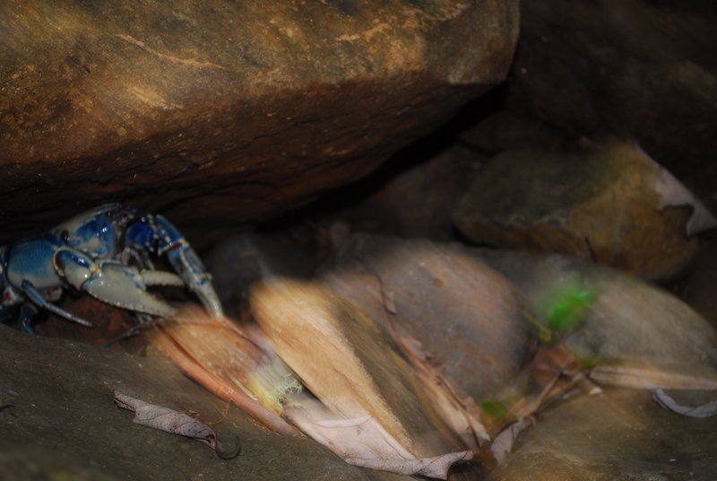 Binna Burra - Lamington NP 114.jpg