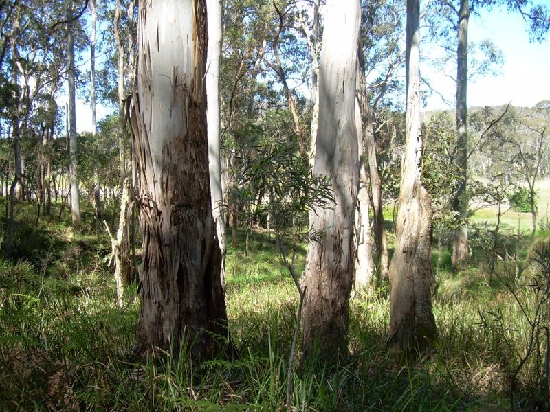 Mooraback trl near Racecourse sml.JPG