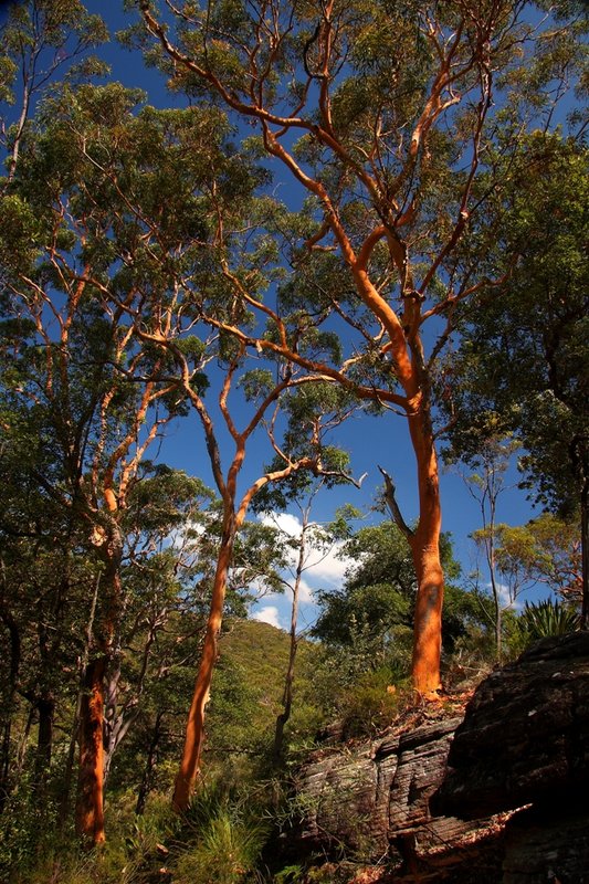 122 Angophora costata.JPG