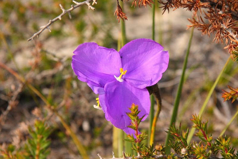 047 Patersonia.JPG