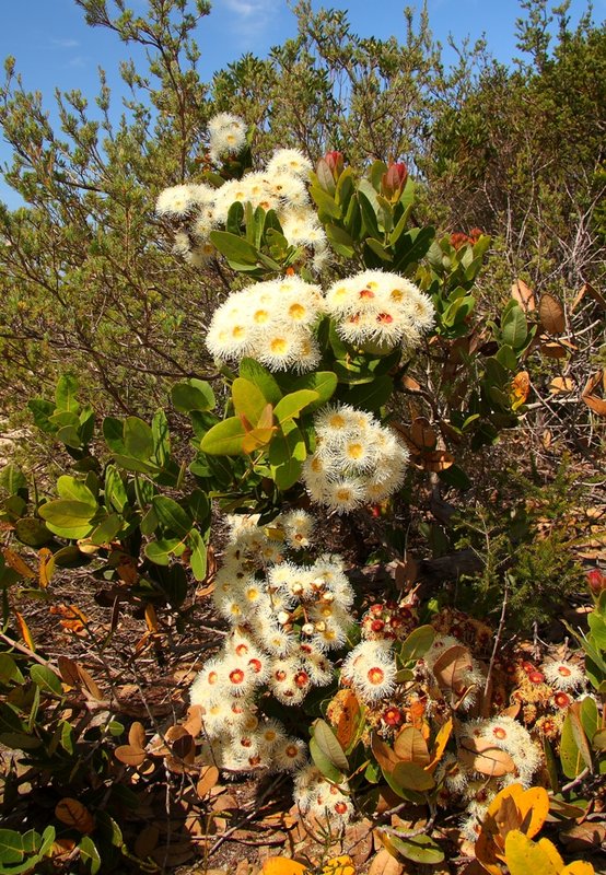 057 Angophora hispida.JPG