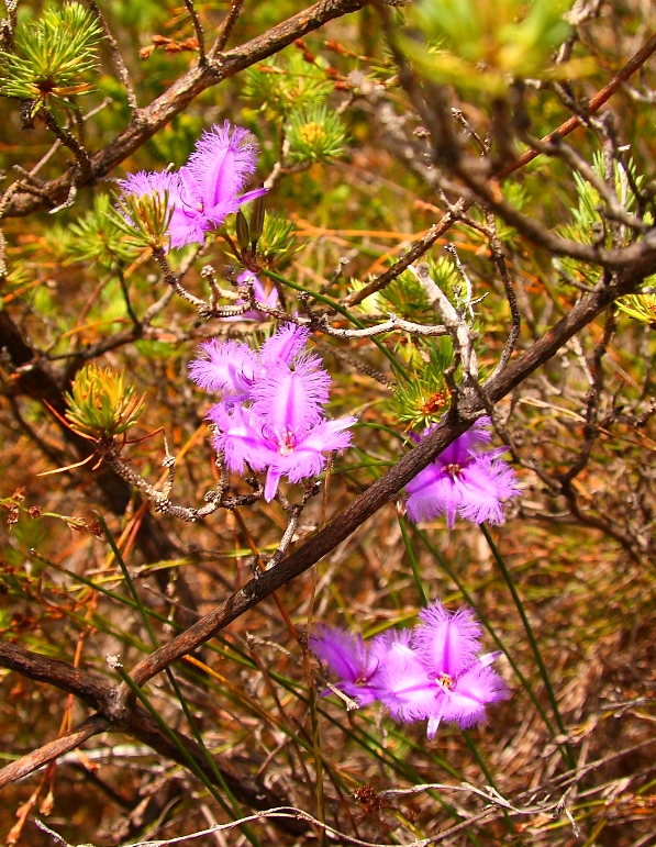 061 Thysanotus.JPG