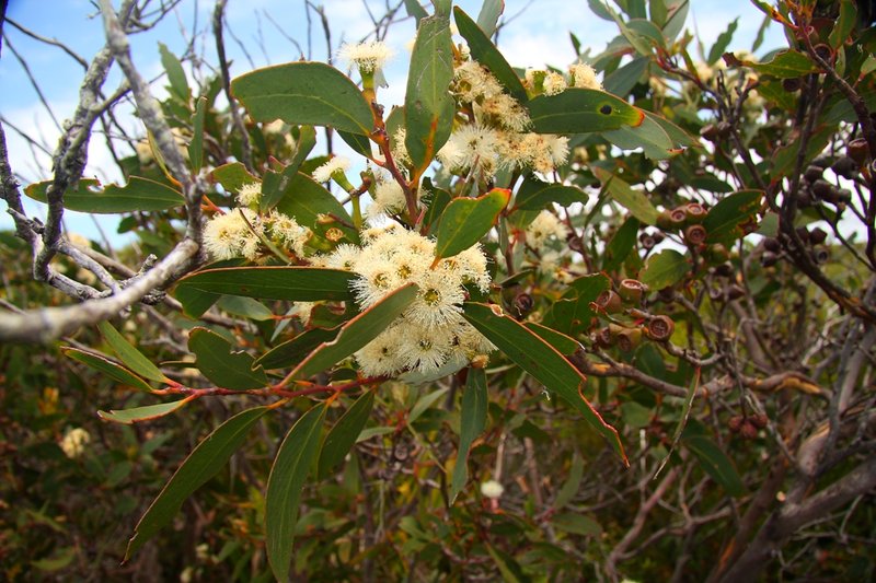 068 Eucalyptus.JPG