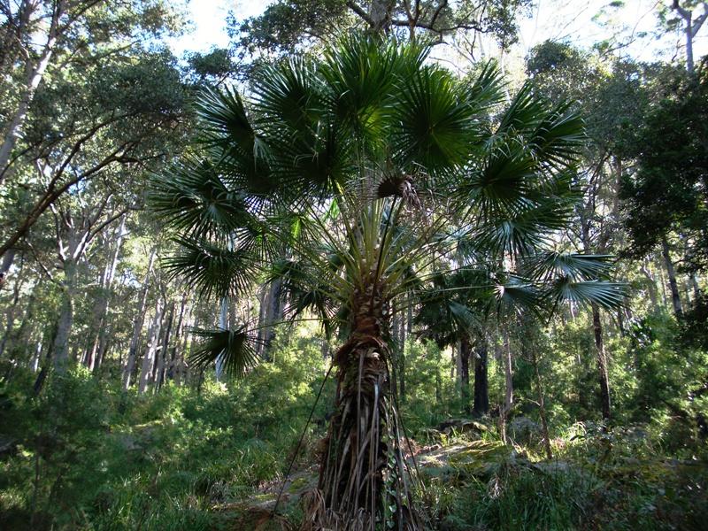 Fan Palm on Couranga Track.jpg