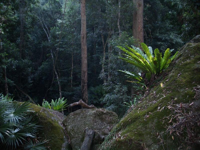 Birds Nest Ferns along Lady Carrington Drive.jpg