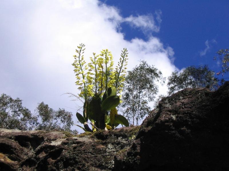 Rock Orchid.jpg