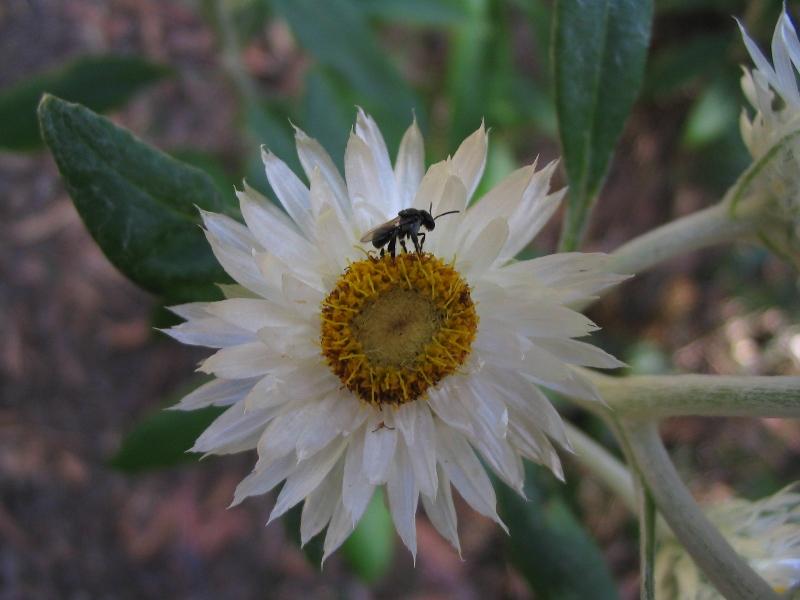 Paper Daisy and passenger.jpg