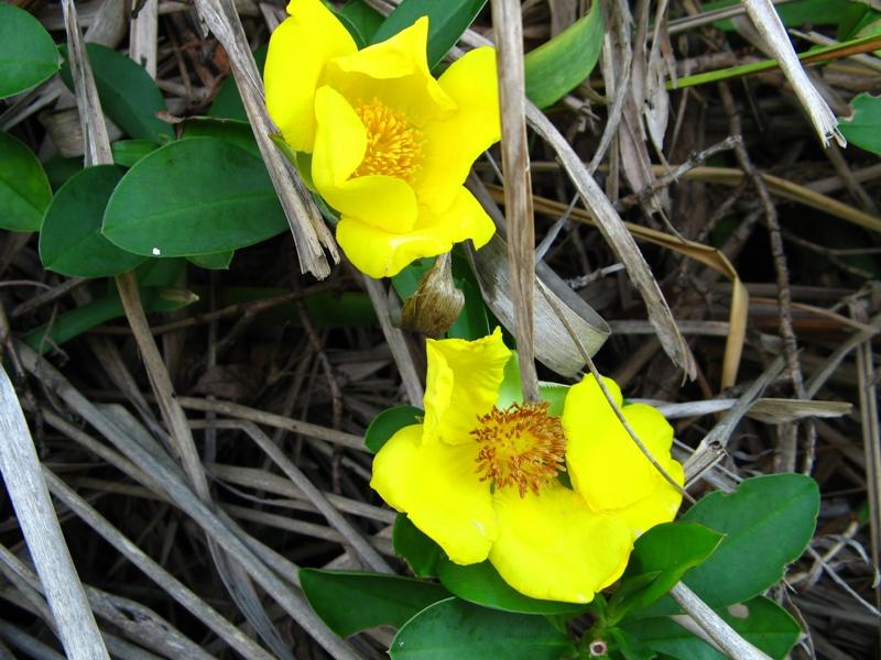 Hibbertia spp..jpg