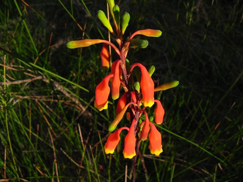 Blandfordia Christmas Bells.jpg