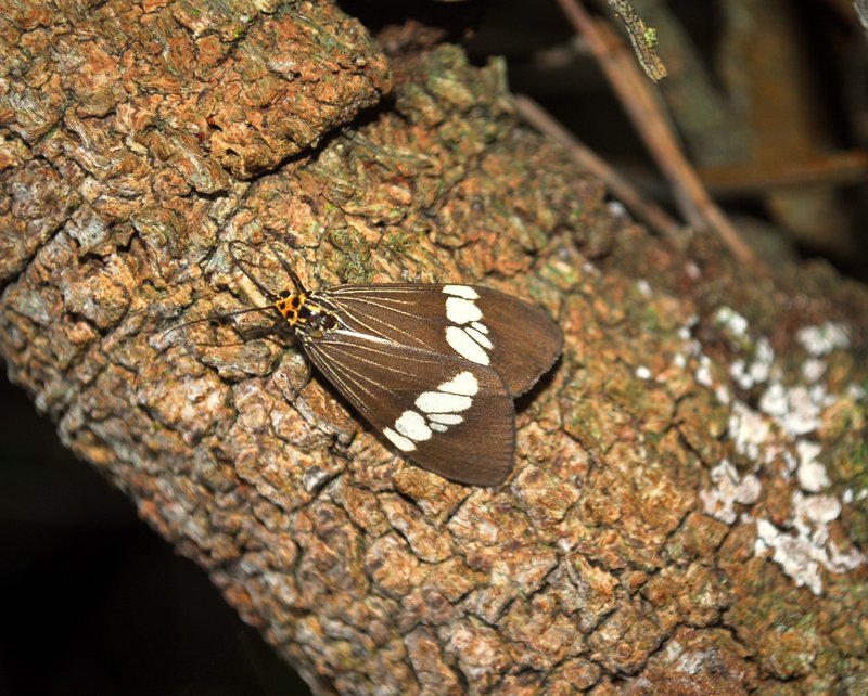 Nyctemera moth (4).jpg