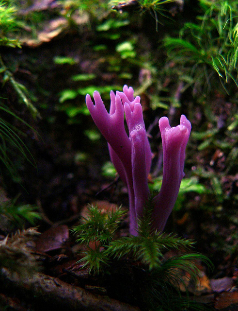 Purple coral fungus.jpg