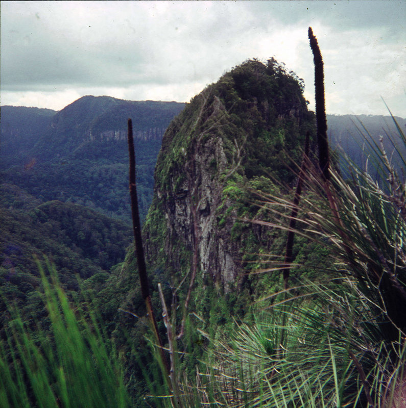 Mt Cougal West Peak 1969.jpg