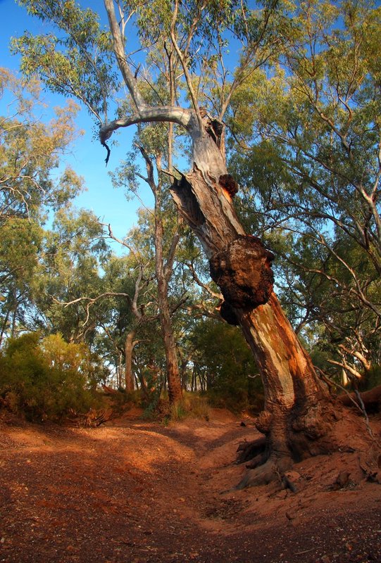 051 Red gum Mungallala Creek.JPG