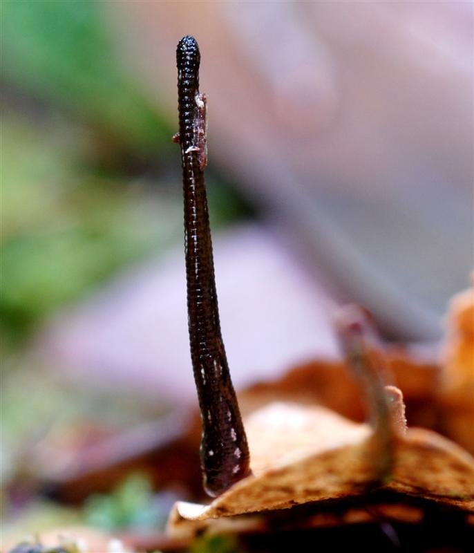vertical-leech-1.jpg