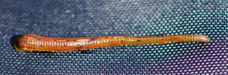 D2C_2633-tigerleech1 (Custom).JPG