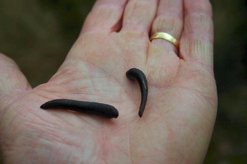 More leeches.JPG