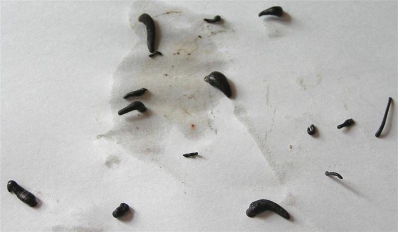 mary-creek-plains-leeches.jpg