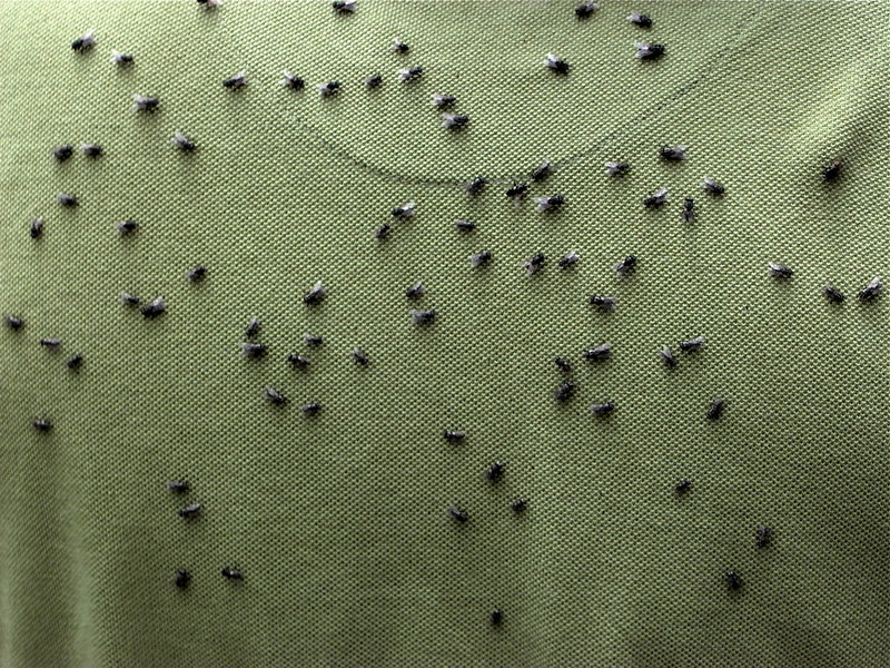 More flies.jpg