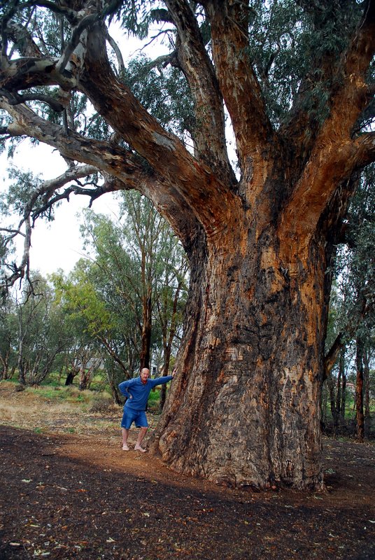 Orroroo - Giant red gum - 10.89 metres circumference (1).jpg