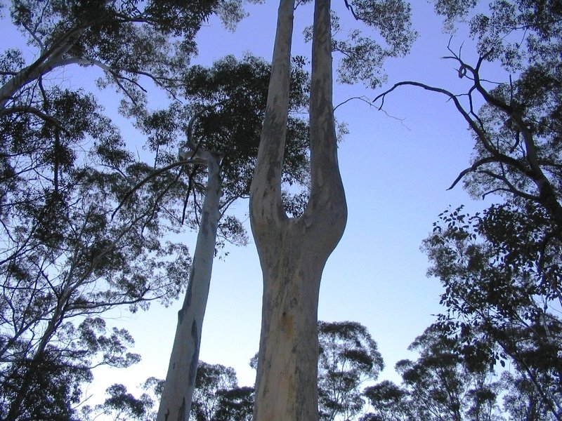 Forked Blue Gum.jpg