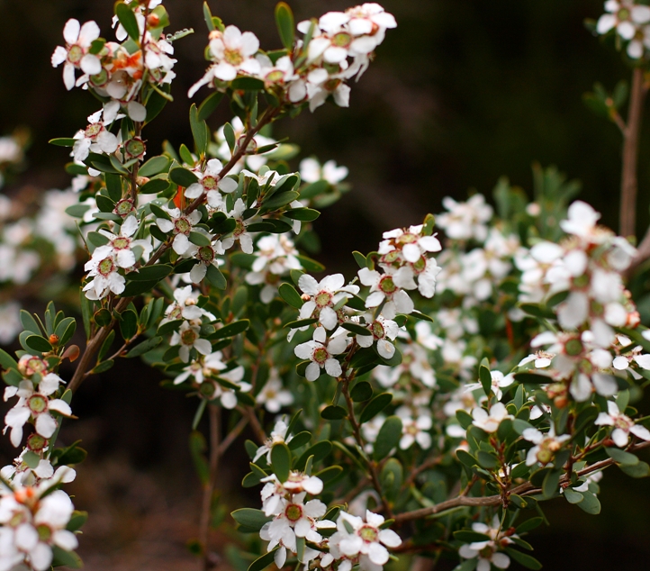 011 Leptospermum laevigatum.JPG