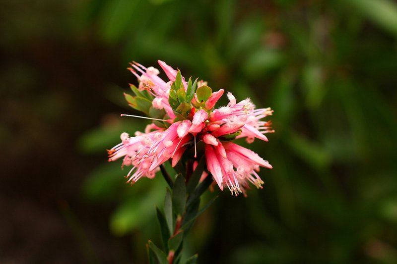 017 Styphelia triflora..JPG