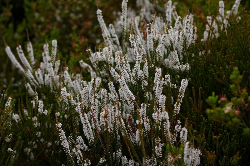 027 Epacris microphylla.JPG