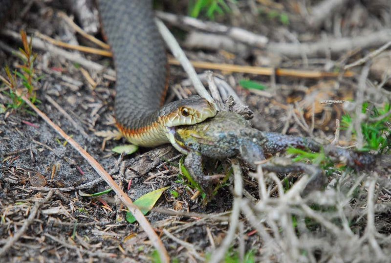 Narawntapu NP - Copperhead eating a toad.jpg