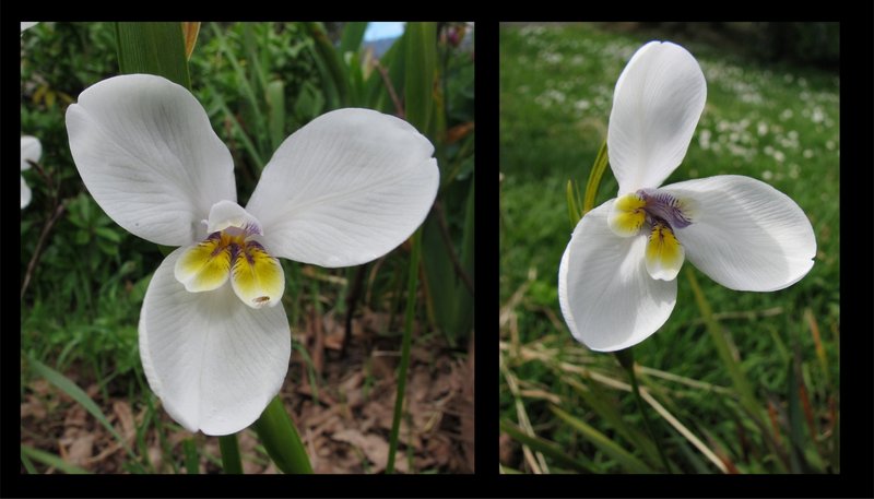 Iris_03.jpg