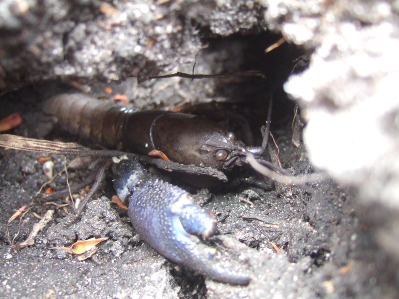 2012_0101Denisons0347.JPG