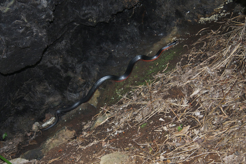 Red-Belly-Black-Snake.jpg