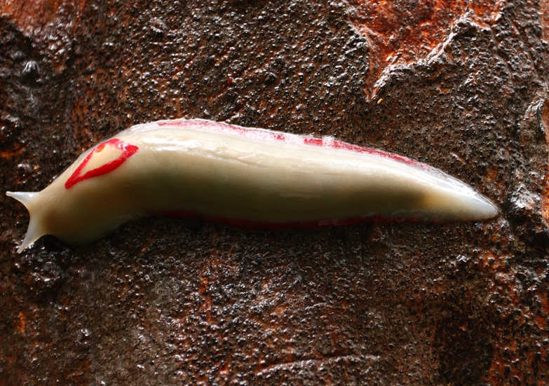 270 Red triangle slug.JPG