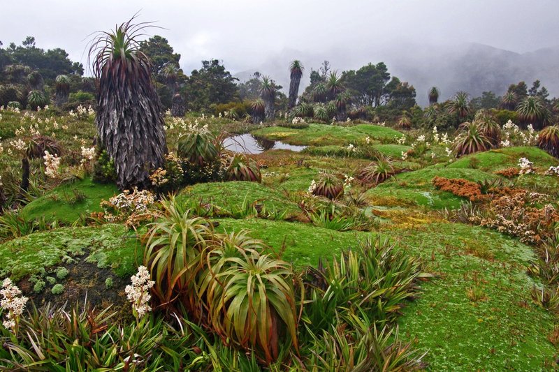 3913Plants.jpg