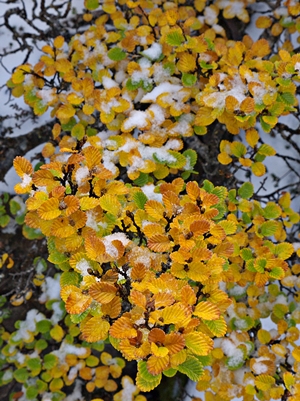 fagus colours.jpg