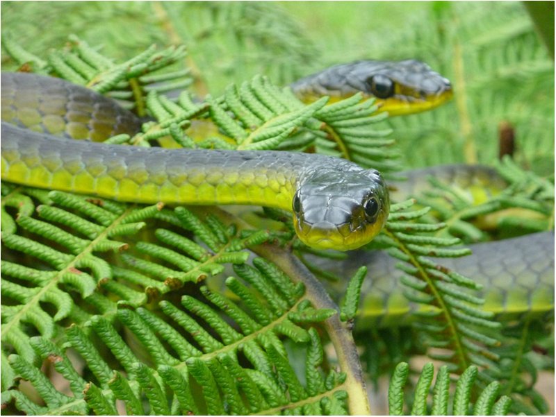 tree snakes.jpg