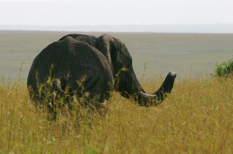 061301Elephant1382.jpg