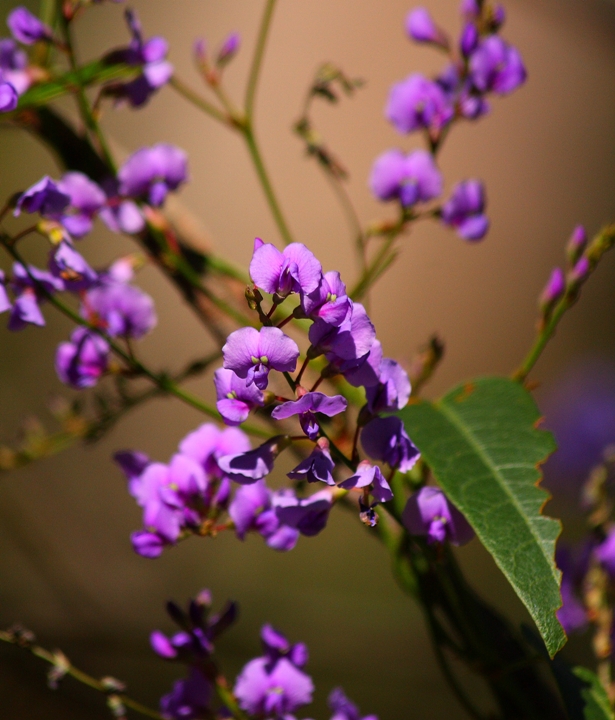 Hardenbergia violaceae.JPG