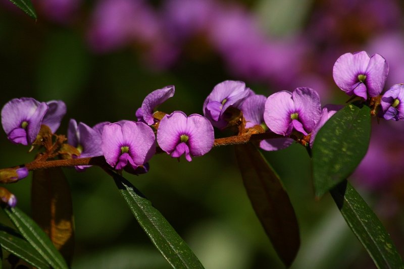 Hovea acutifolia.JPG