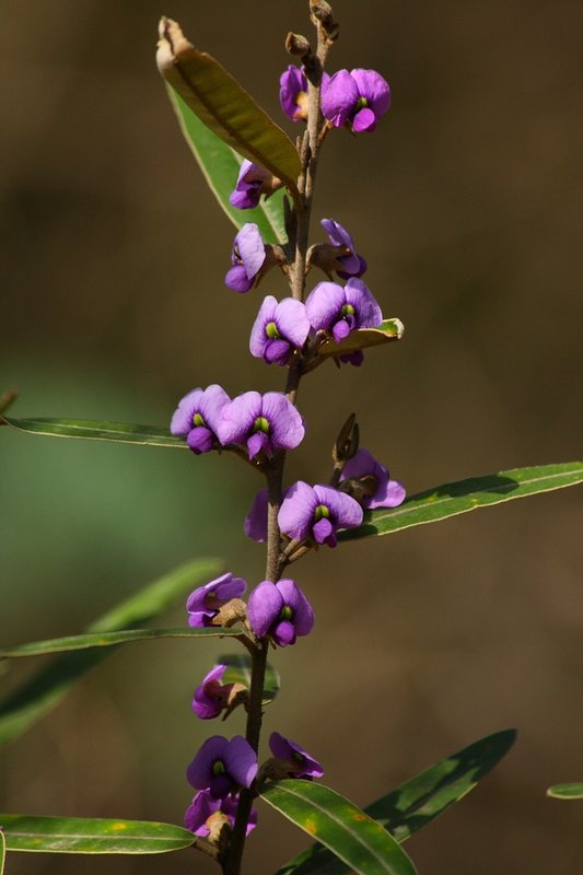 Hovea  tholiformis.JPG