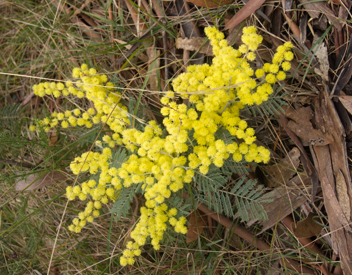 Small Wattle closeup2.jpg