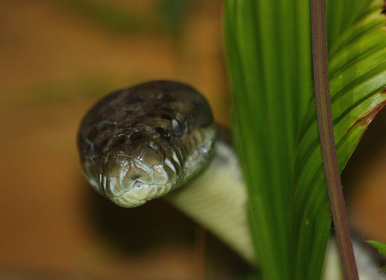 392 Carpet python.JPG