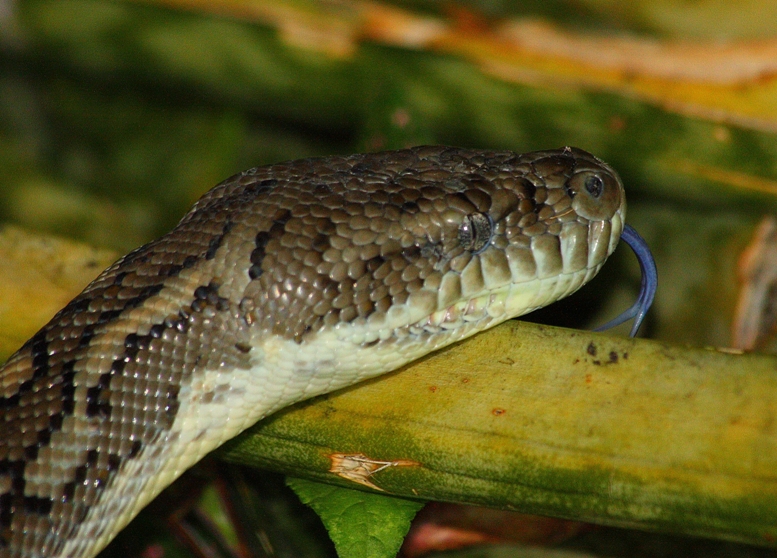 402 Carpet python.JPG