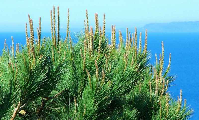 Pine3973.jpg