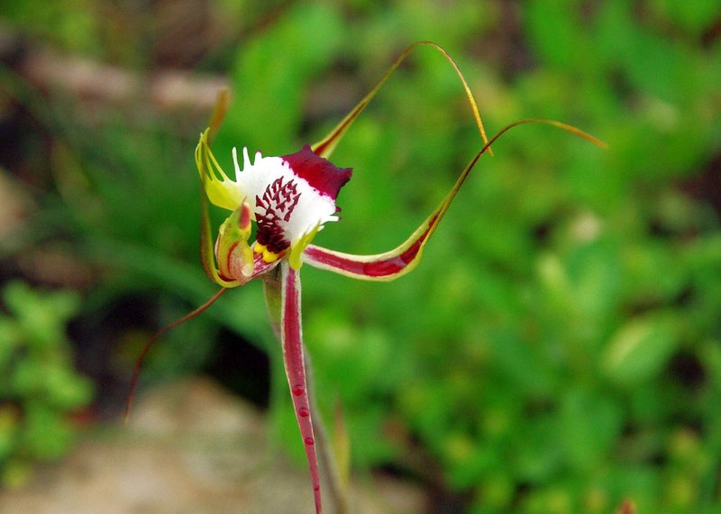 SpiderOrchid4112.jpg