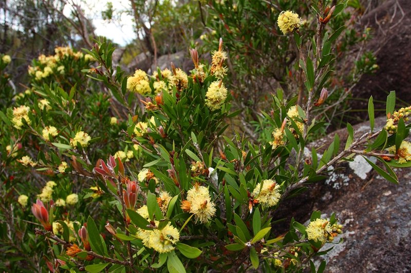 041 Melaleuca.JPG