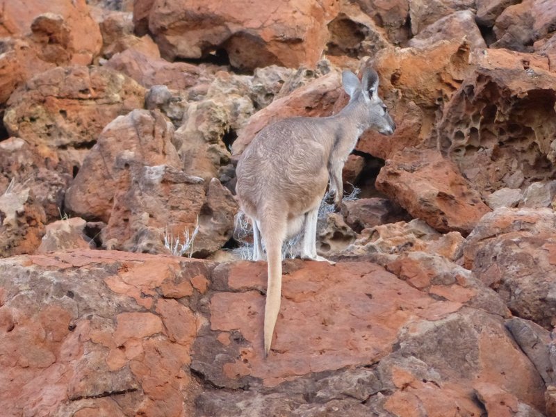 Roo2.jpg