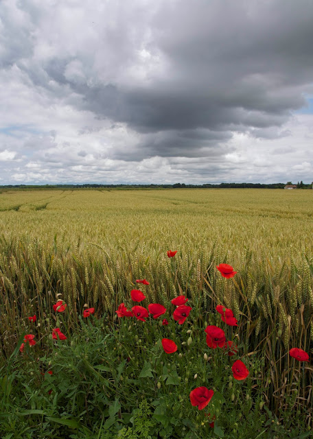 Poppies.jpg
